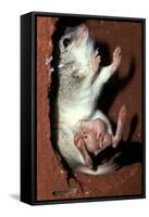 Crest-Tailed Marsupial Rat with Three-null-Framed Stretched Canvas