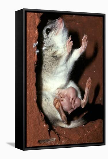 Crest-Tailed Marsupial Rat with Three-null-Framed Stretched Canvas