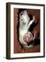 Crest-Tailed Marsupial Rat with Three-null-Framed Photographic Print