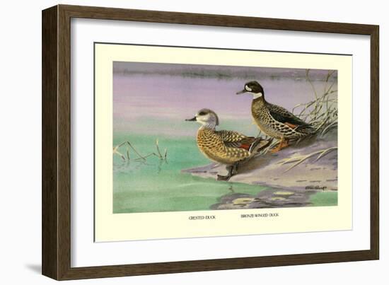 Crested and Bronze-Winged Ducks-Allan Brooks-Framed Art Print