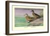 Crested and Bronze-Winged Ducks-Allan Brooks-Framed Art Print