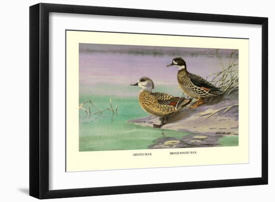 Crested and Bronze-Winged Ducks-Allan Brooks-Framed Art Print