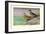 Crested and Bronze-Winged Ducks-Allan Brooks-Framed Art Print