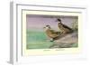 Crested and Bronze-Winged Ducks-Allan Brooks-Framed Art Print