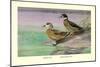 Crested and Bronze-Winged Ducks-Allan Brooks-Mounted Art Print