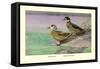 Crested and Bronze-Winged Ducks-Allan Brooks-Framed Stretched Canvas