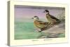 Crested and Bronze-Winged Ducks-Allan Brooks-Stretched Canvas
