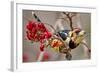 Crested Barbet, South Africa-Arnoud Quanjer-Framed Photographic Print