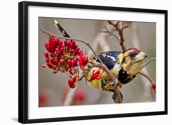 Crested Barbet, South Africa-Arnoud Quanjer-Framed Photographic Print