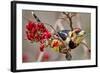 Crested Barbet, South Africa-Arnoud Quanjer-Framed Photographic Print