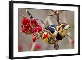 Crested Barbet, South Africa-Arnoud Quanjer-Framed Photographic Print