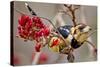 Crested Barbet, South Africa-Arnoud Quanjer-Stretched Canvas