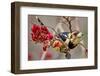 Crested Barbet, South Africa-Arnoud Quanjer-Framed Photographic Print