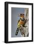 Crested barbet (Trachyphonus vaillantii), Selous Game Reserve, Tanzania, East Africa, Africa-James Hager-Framed Photographic Print