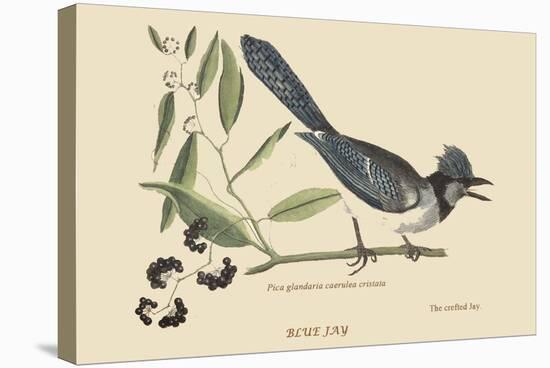 Crested Blue Jay-Mark Catesby-Stretched Canvas