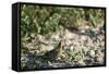 Crested Bobwhit, a Type of Quail Male-Alan Greensmith-Framed Stretched Canvas