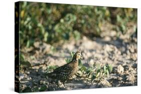 Crested Bobwhit, a Type of Quail Male-Alan Greensmith-Stretched Canvas