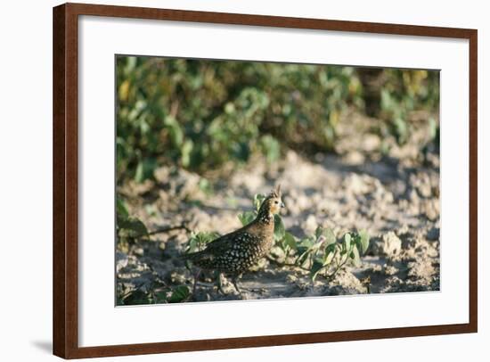 Crested Bobwhit, a Type of Quail Male-Alan Greensmith-Framed Photographic Print