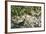 Crested Bobwhit, a Type of Quail Male-Alan Greensmith-Framed Photographic Print