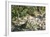 Crested Bobwhit, a Type of Quail Male-Alan Greensmith-Framed Photographic Print