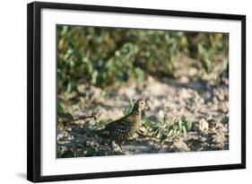 Crested Bobwhit, a Type of Quail Male-Alan Greensmith-Framed Photographic Print