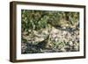 Crested Bobwhit, a Type of Quail Male-Alan Greensmith-Framed Photographic Print