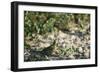 Crested Bobwhit, a Type of Quail Male-Alan Greensmith-Framed Photographic Print