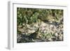 Crested Bobwhit, a Type of Quail Male-Alan Greensmith-Framed Photographic Print