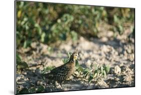 Crested Bobwhit, a Type of Quail Male-Alan Greensmith-Mounted Photographic Print