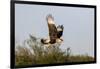 Crested caracara (Caracara cheriway) landing.-Larry Ditto-Framed Photographic Print