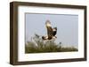 Crested caracara (Caracara cheriway) landing.-Larry Ditto-Framed Photographic Print