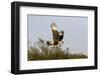 Crested caracara (Caracara cheriway) landing.-Larry Ditto-Framed Photographic Print