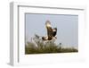 Crested caracara (Caracara cheriway) landing.-Larry Ditto-Framed Photographic Print