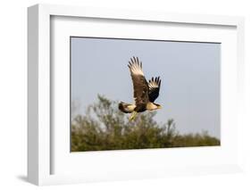 Crested caracara (Caracara cheriway) landing.-Larry Ditto-Framed Photographic Print