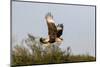 Crested caracara (Caracara cheriway) landing.-Larry Ditto-Mounted Photographic Print