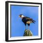 Crested caracara (Caracara cheriway) perching on cactus against blue sky, Baja California Sur, M...-Panoramic Images-Framed Photographic Print