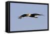 Crested Caracara in Flight-null-Framed Stretched Canvas