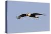 Crested Caracara in Flight-null-Stretched Canvas