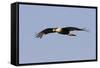 Crested Caracara in Flight-null-Framed Stretched Canvas