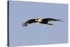 Crested Caracara in Flight-null-Stretched Canvas