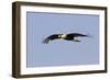 Crested Caracara in Flight-null-Framed Photographic Print