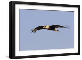 Crested Caracara in Flight-null-Framed Photographic Print