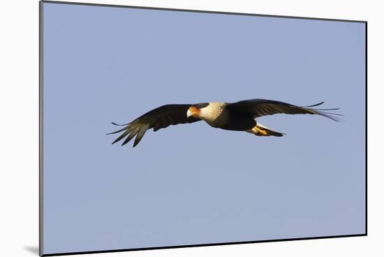 Crested Caracara in Flight-null-Mounted Photographic Print