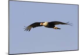 Crested Caracara in Flight-null-Mounted Photographic Print