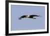 Crested Caracara in Flight-null-Framed Photographic Print