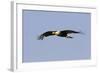 Crested Caracara in Flight-null-Framed Photographic Print