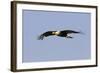 Crested Caracara in Flight-null-Framed Photographic Print