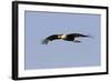 Crested Caracara in Flight-null-Framed Photographic Print