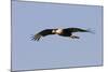Crested Caracara in Flight-null-Mounted Photographic Print
