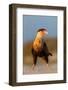 crested caracara juvenile, on beach, mexico-claudio contreras-Framed Photographic Print